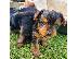 PoulaTo: Yorkie για 200 €